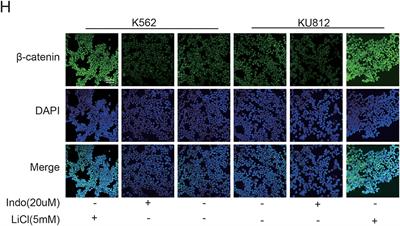 Corrigendum: Oroxylin a Inhibits the Protection of Bone Marrow Microenvironment on CML Cells Through CXCL12/CXCR4/P-gp Signaling Pathway